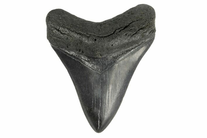 Fossil Megalodon Tooth - South Carolina #182714